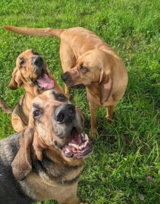 Illustration de l'article : 20 photos sublimes de Chiens de Saint Hubert, canidés au flair et à la douceur exceptionnels