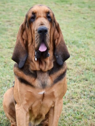 Illustration de l'article : 20 photos sublimes de Chiens de Saint Hubert, canidés au flair et à la douceur exceptionnels