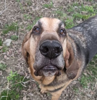 Illustration de l'article : 20 photos sublimes de Chiens de Saint Hubert, canidés au flair et à la douceur exceptionnels