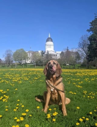 Illustration de l'article : 20 photos sublimes de Chiens de Saint Hubert, canidés au flair et à la douceur exceptionnels