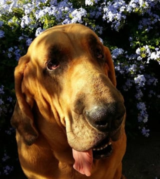 Illustration de l'article : 20 photos sublimes de Chiens de Saint Hubert, canidés au flair et à la douceur exceptionnels