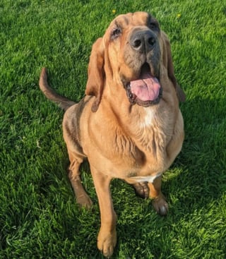 Illustration de l'article : 20 photos sublimes de Chiens de Saint Hubert, canidés au flair et à la douceur exceptionnels