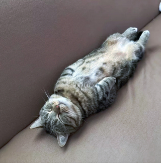 Illustration de l'article : 13 photos hilarantes de chats ultra paresseux, ou quand l'art de ne rien faire atteint son apogée