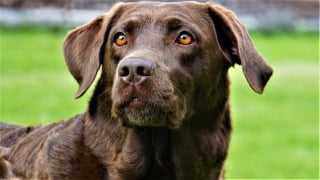 Illustration de l'article : Comment assurer une qualité de soin élevée pour son chien face aux risques croissants liés à la leishmaniose ?