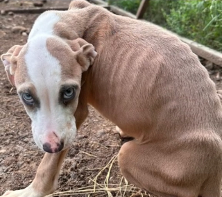 Illustration de l'article : L'espoir renaît pour Morgan, le chiot rescapé d'un drame familial bouleversant (vidéo)