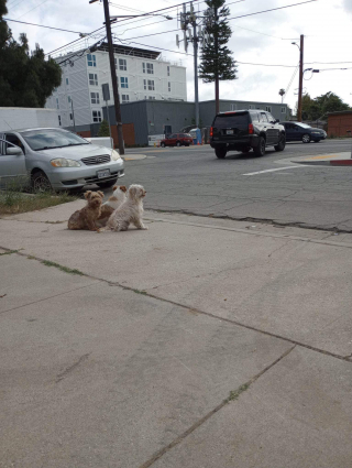 Illustration de l'article : Un trio de chiens abandonnés se blottissent les uns contre les autres dans l'attente d'être sauvés (vidéo)