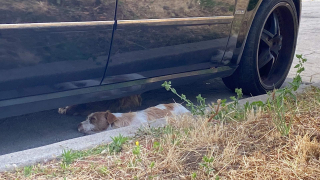 Illustration de l'article : Un trio de chiens abandonnés se blottissent les uns contre les autres dans l'attente d'être sauvés (vidéo)