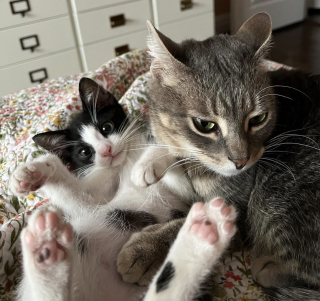 Illustration de l'article : Un chaton délaissé par sa maman trouve du réconfort grâce à une peluche originale (vidéo)