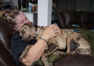 Illustration de l'article : Ce chiot errant a toqué à la bonne porte et s’est métamorphosé en l’espace de 2 ans (vidéo)