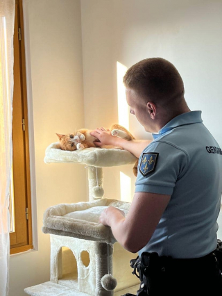 Illustration de l'article : Les gendarmes découvrent un chat en piteux état dans un logement à l'abandon, et décident de changer son destin