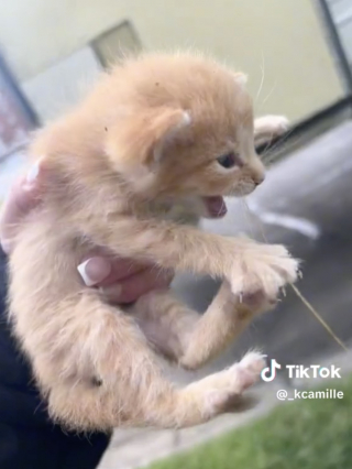 Illustration de l'article : De retour de vacances, une famille tombe sous le charme d'un chaton mal en point sur le bord de la route (vidéo)