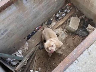 Illustration de l'article : Découvert blessé dans un trou cimenté, ce chien affiche le plus grand des sourires depuis qu’il a été sauvé  