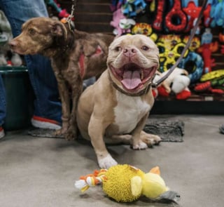 Illustration de l'article : Découvert blessé dans un trou cimenté, ce chien affiche le plus grand des sourires depuis qu’il a été sauvé  