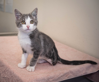 Illustration de l'article : Retrouvé dans la rue avec une blessure à la patte, un chaton fébrile se bat pour vivre comme ses congénères