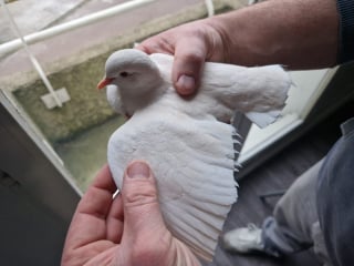 Illustration de l'article : Des oiseaux victimes de maltraitance ferment la porte de leur passé et découvrent le sens du mot « bienveillance »