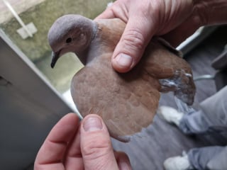 Illustration de l'article : Des oiseaux victimes de maltraitance ferment la porte de leur passé et découvrent le sens du mot « bienveillance »