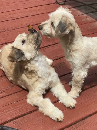 Illustration de l'article : 20 photos de chiens et de chats totalement fascinés par les papillons