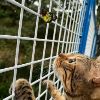 Illustration de l'article : 20 photos de chiens et de chats totalement fascinés par les papillons