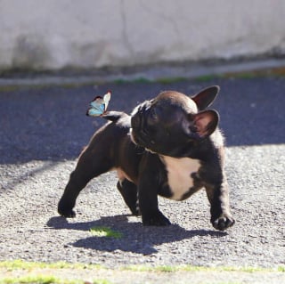 Illustration de l'article : 20 photos de chiens et de chats totalement fascinés par les papillons