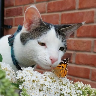 Illustration de l'article : 20 photos de chiens et de chats totalement fascinés par les papillons