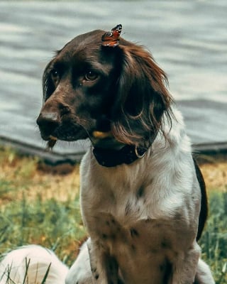 Illustration de l'article : 20 photos de chiens et de chats totalement fascinés par les papillons