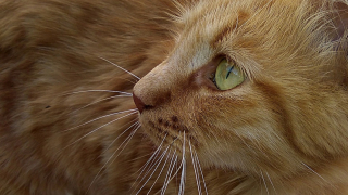 Illustration de l'article : Des bruits étranges inquiétent les habitants qui découvrent un chat s'étant coincé la tête dans une théière