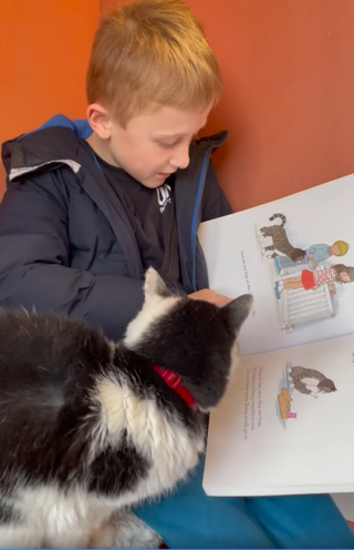 Illustration de l'article : Dans ce refuge, les enfants sont invités à lire des histoires aux chats pour calmer leur anxiété