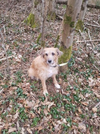 Illustration de l'article : Victime de vol ou d'abandon ? Le sort d'un chien retrouvé attaché à un arbre en forêt divise les opinions