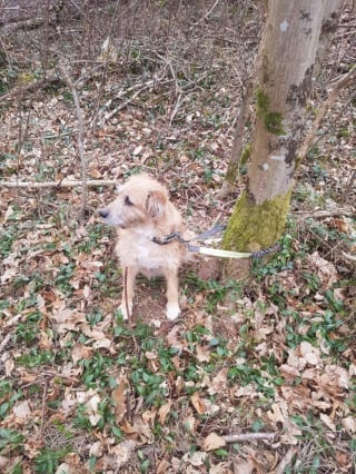 Illustration de l'article : Victime de vol ou d'abandon ? Le sort d'un chien retrouvé attaché à un arbre en forêt divise les opinions