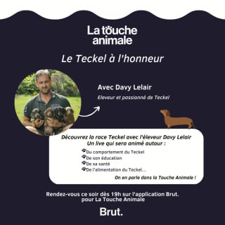 Illustration de l'article : Le Teckel est à l’honneur lors du 19e épisode de La Touche Animale