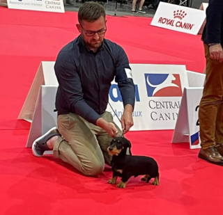 Illustration de l'article : « Un chien à part » : Davy Lelair, amoureux du Teckel, parle de la race dans La Touche Animale