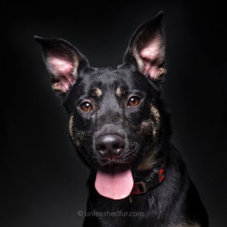 Illustration de l'article : 20 portraits de chiens de refuges réalisés par un photographe bénévole souhaitant faciliter leur adoption