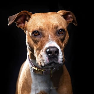 Illustration de l'article : 20 portraits de chiens de refuges réalisés par un photographe bénévole souhaitant faciliter leur adoption