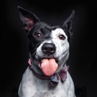 Illustration de l'article : 20 portraits de chiens de refuges réalisés par un photographe bénévole souhaitant faciliter leur adoption