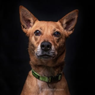 Illustration de l'article : 20 portraits de chiens de refuges réalisés par un photographe bénévole souhaitant faciliter leur adoption