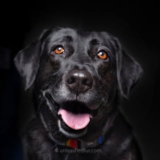 Illustration de l'article : 20 portraits de chiens de refuges réalisés par un photographe bénévole souhaitant faciliter leur adoption