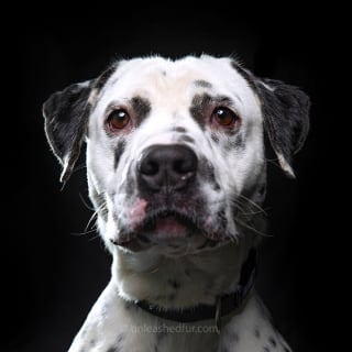 Illustration de l'article : 20 portraits de chiens de refuges réalisés par un photographe bénévole souhaitant faciliter leur adoption