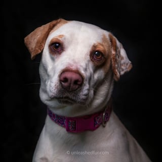 Illustration de l'article : 20 portraits de chiens de refuges réalisés par un photographe bénévole souhaitant faciliter leur adoption