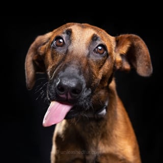 Illustration de l'article : 20 portraits de chiens de refuges réalisés par un photographe bénévole souhaitant faciliter leur adoption