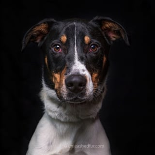 Illustration de l'article : 20 portraits de chiens de refuges réalisés par un photographe bénévole souhaitant faciliter leur adoption