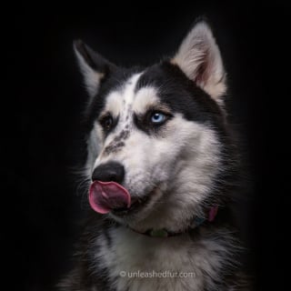 Illustration de l'article : 20 portraits de chiens de refuges réalisés par un photographe bénévole souhaitant faciliter leur adoption