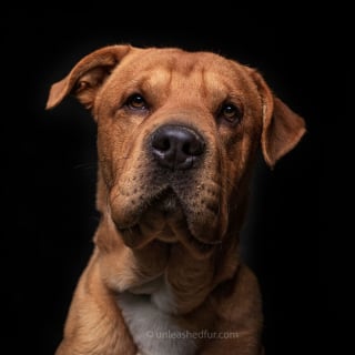 Illustration de l'article : 20 portraits de chiens de refuges réalisés par un photographe bénévole souhaitant faciliter leur adoption