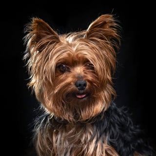 Illustration de l'article : 20 portraits de chiens de refuges réalisés par un photographe bénévole souhaitant faciliter leur adoption