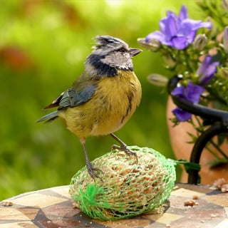 Illustration de l'article : Les marques Tyrol et Aimé réitèrent leur engagement pour le bien-être animal en retirant les filets de boules de graisse pour oiseaux