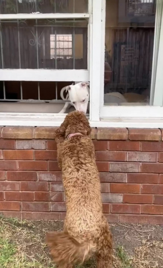 Illustration de l'article : Chaque jour, cette chienne prouve son amour envers son voisin canin en lui offrant un tendre baiser depuis sa fenêtre (vidéo)