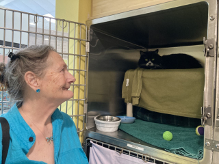 Illustration de l'article : Tous les jours, ce chat en manque d’amour réclame des câlins aux bénévoles de son refuge (vidéo) 