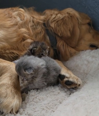 Illustration de l'article : Une chatte épuisée par la maternité laisse volontiers son ami chien l'aider à s'occuper de ses chatons (vidéo)