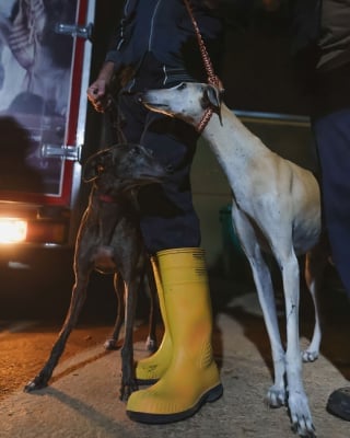 Illustration de l'article : 17 photos poignantes d'adieux entre des chiens sauvés de la maltraitance et les bénévoles ayant pris soin d'eux