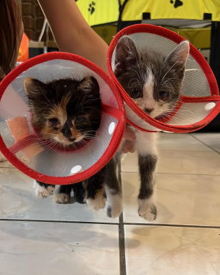 Illustration de l'article : 2 chatons atteints de graves infections oculaires se démènent pour survivre à l’aide de leurs bienfaiteurs