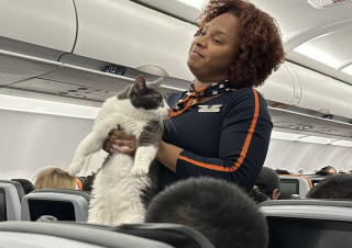 Illustration de l'article : Stupeur et sourires dans l'avion alors qu'une hôtesse de l'air cherche les propriétaires d'un chat s'étant fait la belle